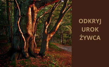 Odkrywaj uroki Żywca i jego okolic, historia, przyroda i kultura