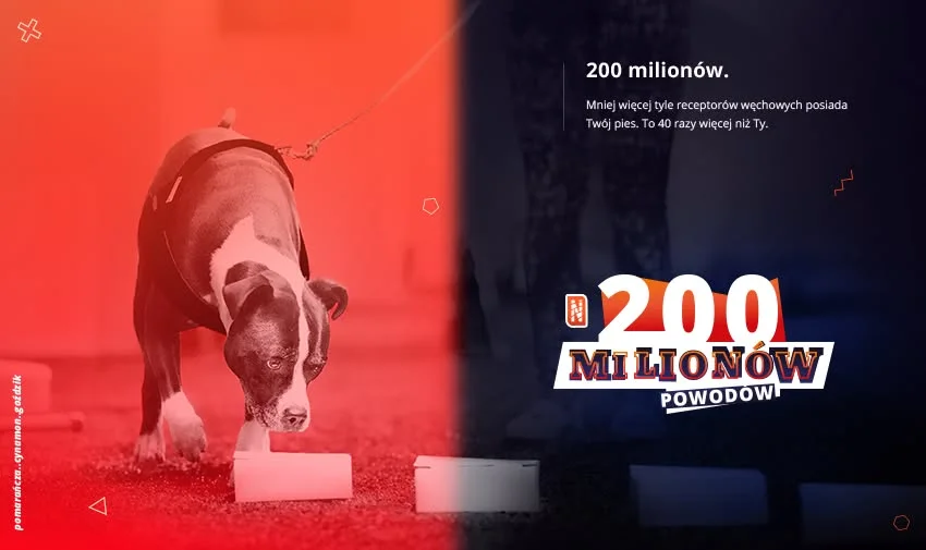Obrazek przedstawia grafikę promocyjną wydarzenia Egzaminy z Nosework w Żywcu organizowane przez AmbitDog