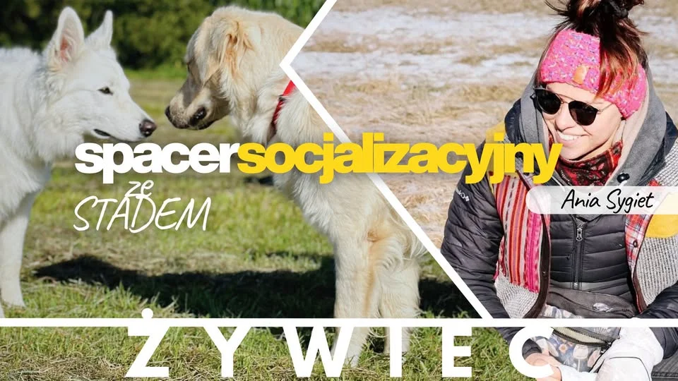 Grafika promocyjna wydarzenia Spacer socjalizacyjny w STADZIE – Żywiec