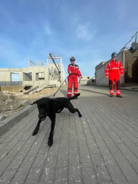 Grafika promocyjna wydarzenia Spotkanie z psami Grupy Beskidzkiej GOPR w Maxi Zoo w Żywcu