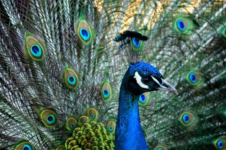 Mini Zoo znów otwarte – mieszkańcy Żywca mogą odwiedzać zwierzęta