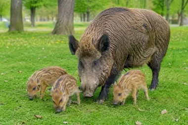 Dziki przy parku coraz bliżej. Locha z młodymi może reagować gwałtownie
