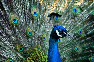 Mini Zoo znów otwarte – mieszkańcy Żywca mogą odwiedzać zwierzęta