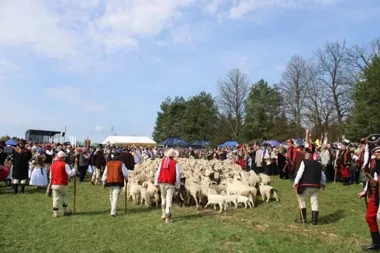 W Beskidach ruszył sezon pasterski, a Rychwałd znów stał się centrum tradycji
