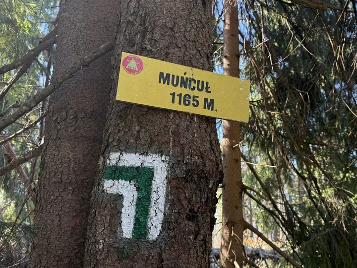 Żółta tabliczka szczytowa z napisem „Munćul 1185 m.” i znak SOTA przybita do pnia drzewa w lesie iglastym, pod niemal zielony szlak turystyczny.